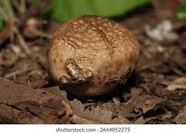 Attēlu rezultāti vaicājumam “Scleroderma citrinum”