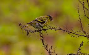 Attēlu rezultāti vaicājumam “Carduelis spinus”