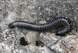 Attēlu rezultāti vaicājumam “Ommatoiulus sabulosus aimatopodus”