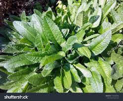 Attēlu rezultāti vaicājumam “Stachys officinalis leaf”