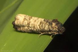 Attēlu rezultāti vaicājumam “Tortricidae”