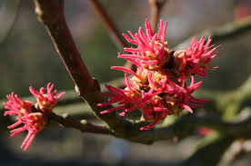 Attēlu rezultāti vaicājumam “Acer saccharinum flower”