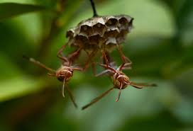 Attēlu rezultāti vaicājumam “Licea minima macro”