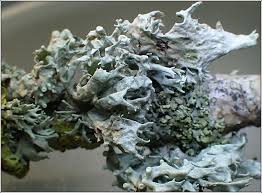 Attēlu rezultāti vaicājumam “Ramalina fastigiata”