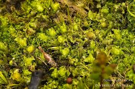 Attēlu rezultāti vaicājumam “Fossombronia wondraczekii”