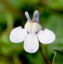 Attēlu rezultāti vaicājumam “Saxifraga cymbalaria flower”