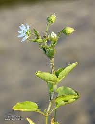 Attēlu rezultāti vaicājumam “Myosoton aquaticum”