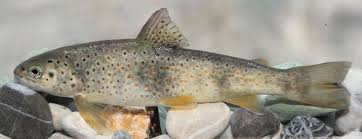Image result for Salmo pallaryi