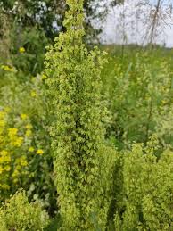 Attēlu rezultāti vaicājumam “Rumex confertus”