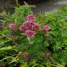 Image result for Eupatorium cannabinum