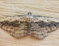 Attēlu rezultāti vaicājumam “Horisme vitalbata”