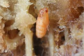 Attēlu rezultāti vaicājumam “Scardia boletella pupa”