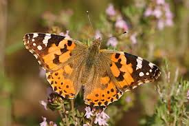 Attēlu rezultāti vaicājumam “Vanessa cardui underside”