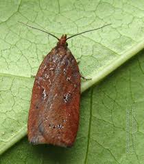 Attēlu rezultāti vaicājumam “Acleris bergmanniana”