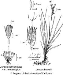 Attēlu rezultāti vaicājumam “Juncus bulbosus fruit”