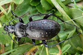 Attēlu rezultāti vaicājumam “Carabus hortensis”