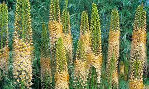 Image result for Steppenkerze