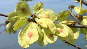 Attēlu rezultāti vaicājumam “Ulmus glabra fruit”