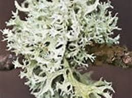 Attēlu rezultāti vaicājumam “Evernia prunastri”