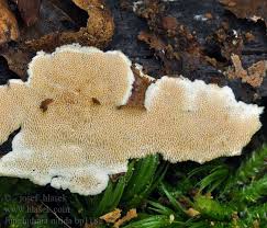 Attēlu rezultāti vaicājumam “Junghuhnia nitida”