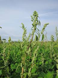 Image result for Chenopodium album