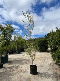 Attēlu rezultāti vaicājumam “Populus simonii”