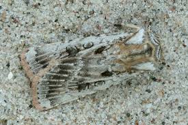 Attēlu rezultāti vaicājumam “Agrotis ripae”