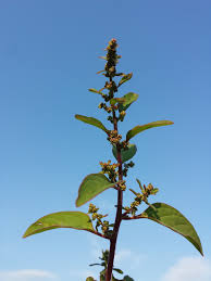 Attēlu rezultāti vaicājumam “Chenopodium polyspermum”