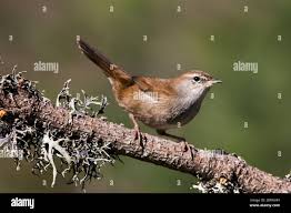 Image result for Cettia cetti