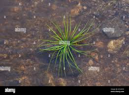 Attēlu rezultāti vaicājumam “Isoetes echinospora leaf”