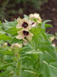 Attēlu rezultāti vaicājumam “Hyoscyamus niger”