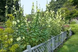 Image result for Alcea rugosa