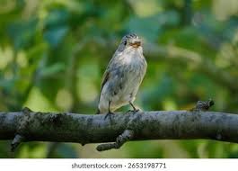 Attēlu rezultāti vaicājumam “Muscicapa striata”