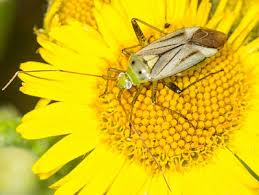 Attēlu rezultāti vaicājumam “Adelphocoris quadripunctatus imago”