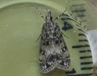 Attēlu rezultāti vaicājumam “Eudonia lacustrata”