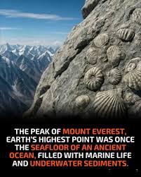 Image result for mountain top seashell