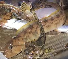 Image result for Zoarces americanus