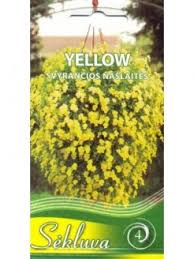 Attēlu rezultāti vaicājumam “Viola x williamsii”