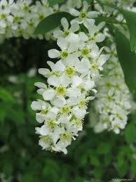 Attēlu rezultāti vaicājumam “Padus avium”