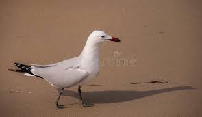Image result for Larus audouinii