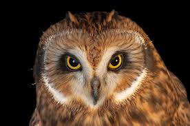 Attēlu rezultāti vaicājumam “Asio flammeus”