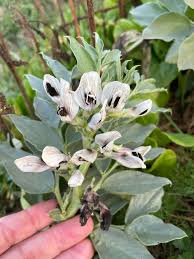 Attēlu rezultāti vaicājumam “Vicia faba flower”
