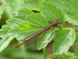 Attēlu rezultāti vaicājumam “Pyrrhosoma nymphula”