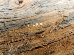 Attēlu rezultāti vaicājumam “Cribraria purpurea spores”