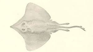 Image result for Dipturus laevis