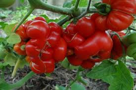 Afbeeldingsresultaat voor voyage tomato