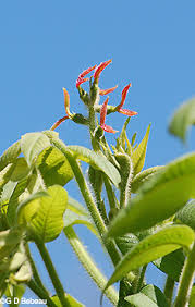 Attēlu rezultāti vaicājumam “Juglans cinerea flower”