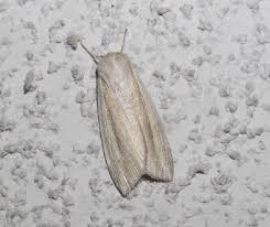 Attēlu rezultāti vaicājumam “Mythimna flammea”