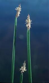Attēlu rezultāti vaicājumam “Eleocharis palustris flower”