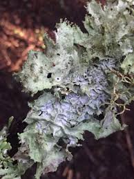 Attēlu rezultāti vaicājumam “Platismatia glauca”